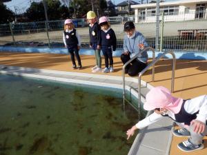 佐保幼　プール氷