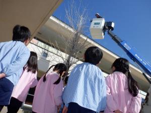佐保幼　木の剪定2