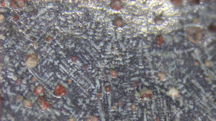 鏡面のデンドライトと巣内の赤色物質　画像