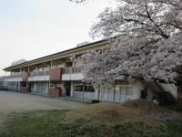 桜①