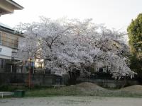 桜②