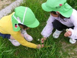 5歳児が公園の草花で遊ぶ様子