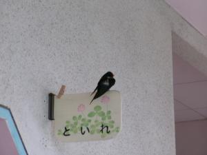 ツバメ２