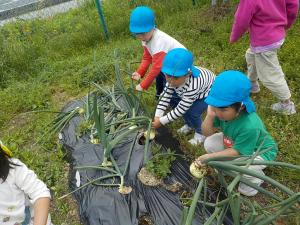 たまねぎを引く3歳児