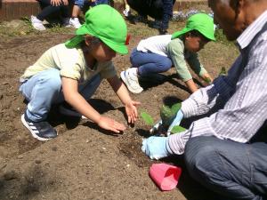 野菜の苗を植える子ども