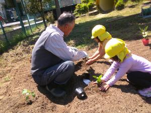 畑で苗を植える女の子たち