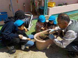 オクラの苗を植える3歳児