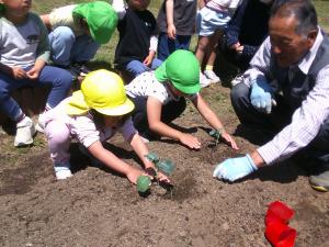 夏野菜を植えている幼児