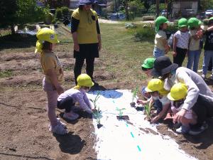トウモロコシの苗を植える子ども達