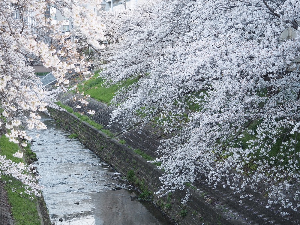 佐保川の桜1 季節、くらしの風景