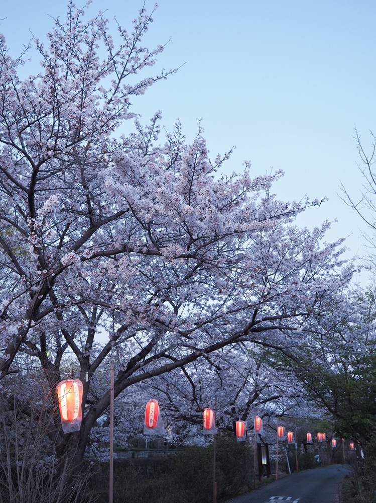 佐保川の桜２　季節、くらしの風景
