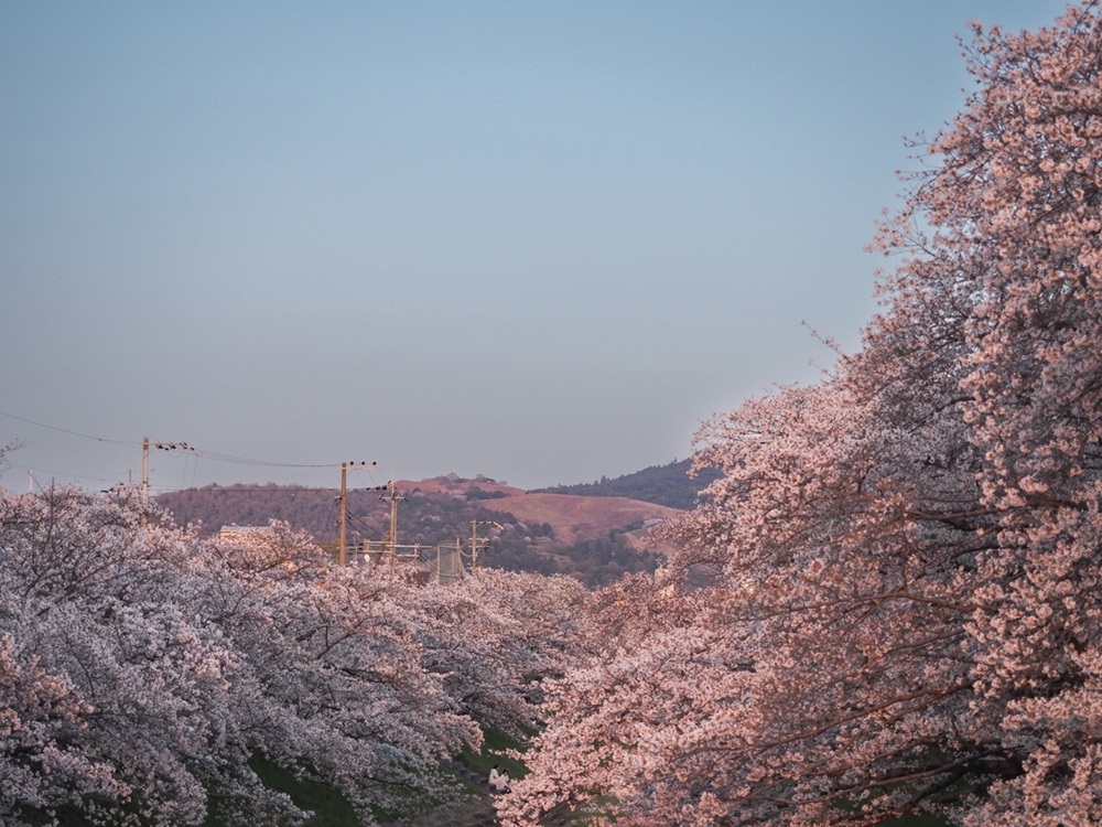 佐保川の桜3 季節、くらしの風景