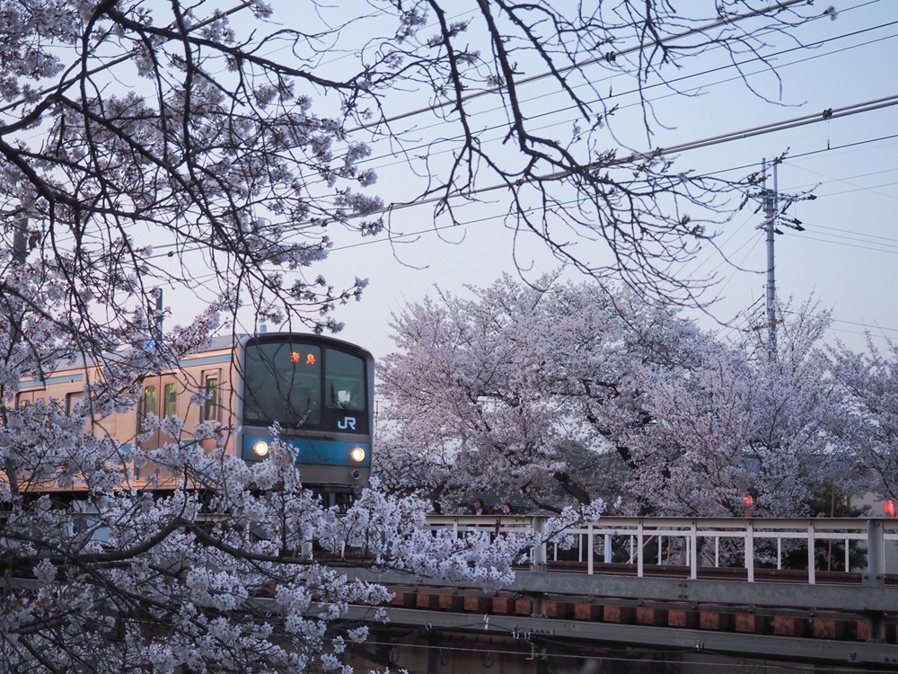 佐保川の桜4 季節、くらしの風景