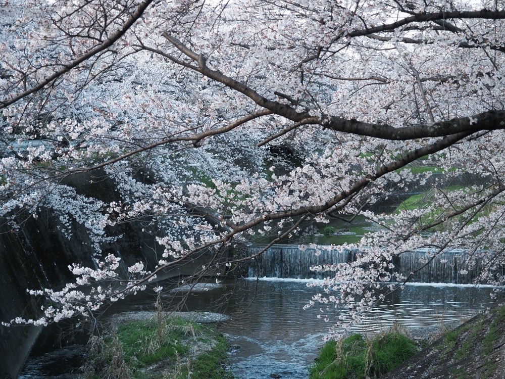 佐保川の桜5 季節、くらしの風景