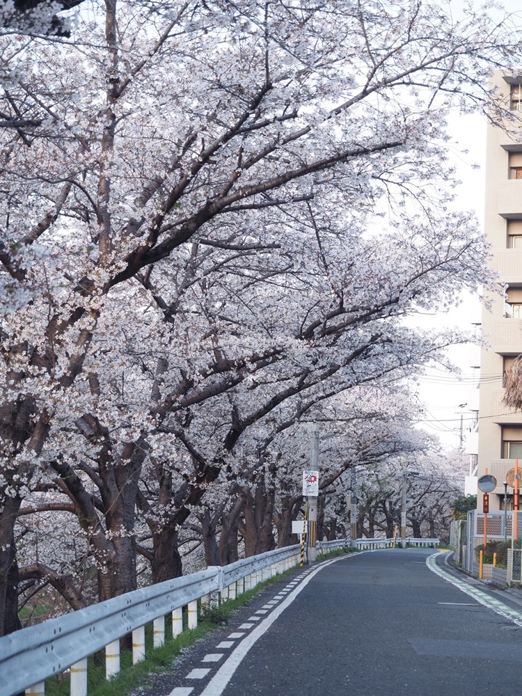 佐保川の桜６　季節、くらしの風景