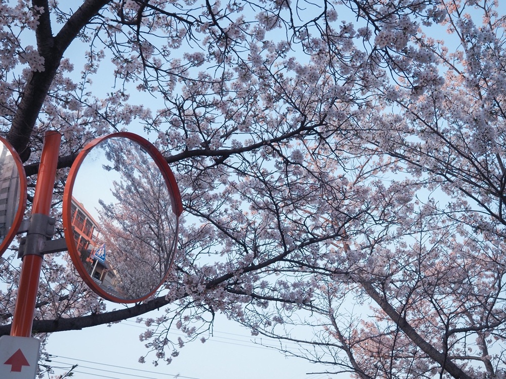 佐保川の桜7 季節、くらしの風景