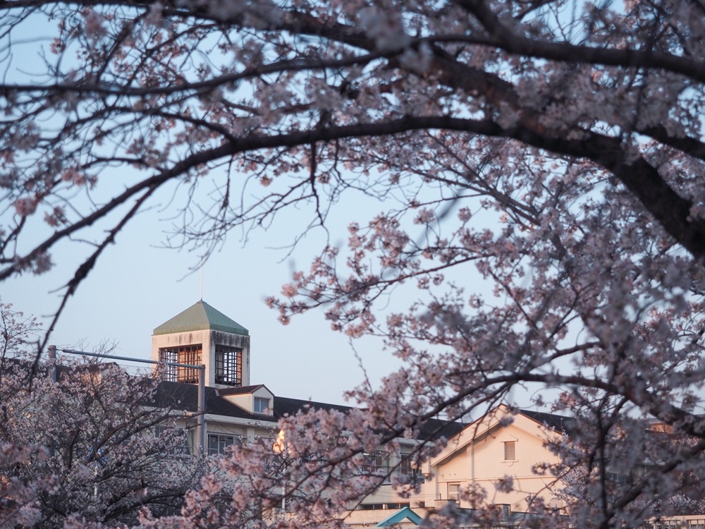 佐保川の桜8 季節、くらしの風景