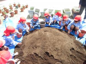 ばら組土を植木鉢に入れています
