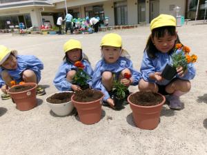ひまわり組　花を植えています