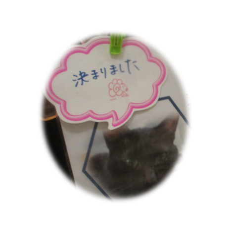 犬猫パートナーシップ店制度の様子2