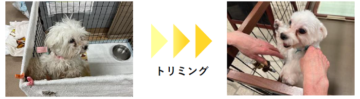 トリミングの様子