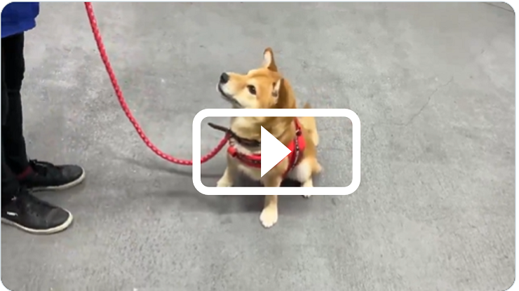 譲渡対象犬猫紹介動画撮影の例