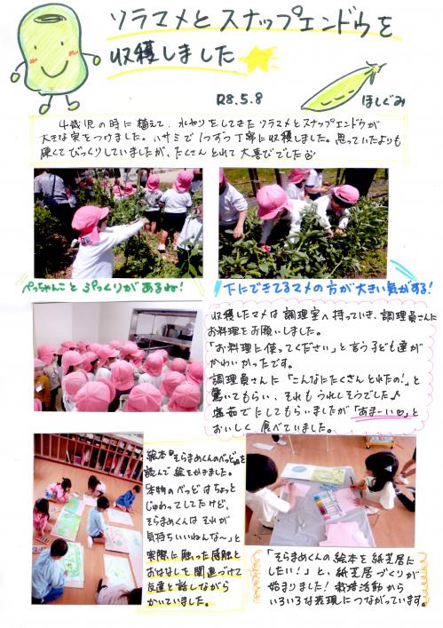 そら豆