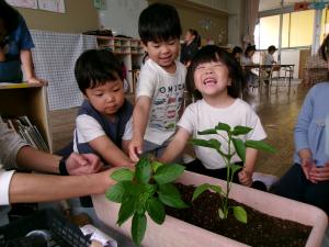 苗植え4