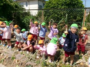 タマネギ収穫