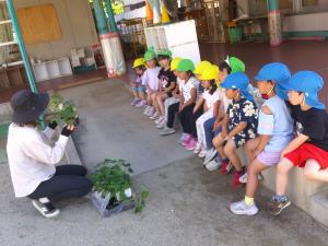 サツマイモの苗の説明を聞いている子ども達