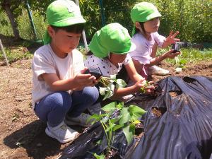 苗を植える5歳児