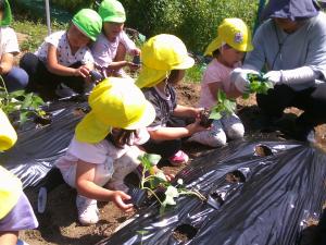 サツマイモの苗を植える4歳児