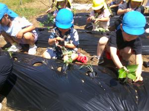 サツマイモの苗を植えようとする3歳児