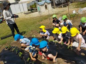 苗を植える幼児組の子ども達