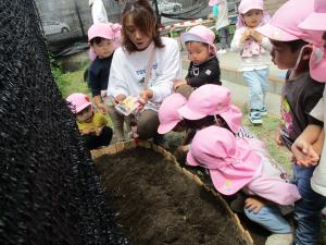子ども達と保育士がひまわりの種を植えています。