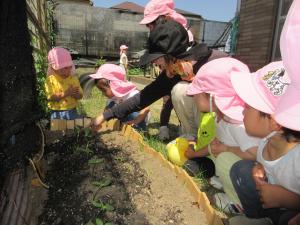 ひまわりの芽を子ども達が見ています。