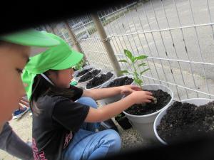 5歳児夏野菜を植えているところ