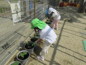 5歳児夏野菜の世話をしているところ