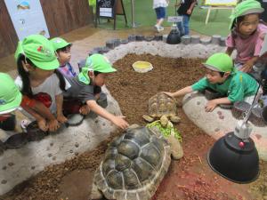 5歳児カメに触れる様子