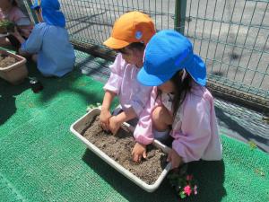 異年齢のペアで植えています