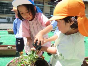 5歳児が4歳児に植え方を教えています