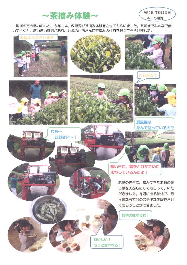 茶摘み体験の様子