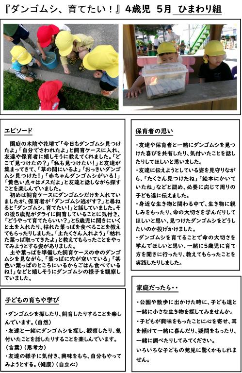 「ダンゴムシ、育てたい！」　4歳児　5月　ひまわり組