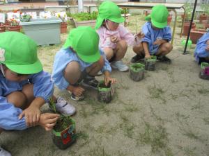 真剣に苗植えをしている子どもたち