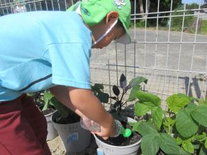 5歳児夏野菜の世話をする様子