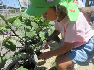 5歳児茄子の収穫の様子