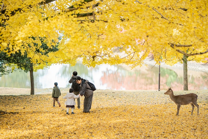 秋の奈良公園