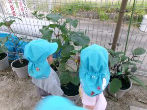 夏野菜を見ている