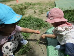 葉っぱを渡している