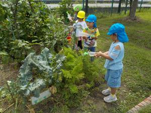 夏野菜に水やりをする子どもたち